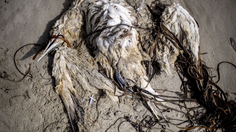 Chaque année, des centaines d’oiseaux morts sur la côte atlantique