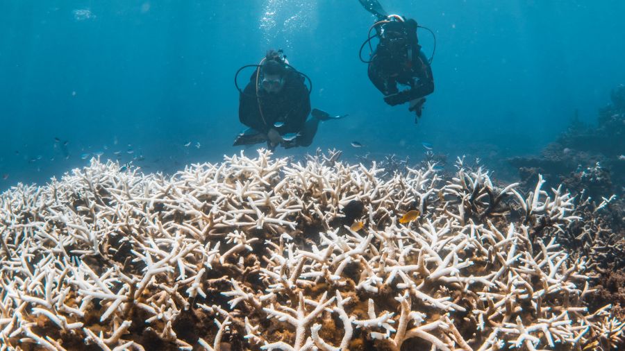 El Niño: un «effondrement» de l'écosystème de la Grande Barrière de corail redouté