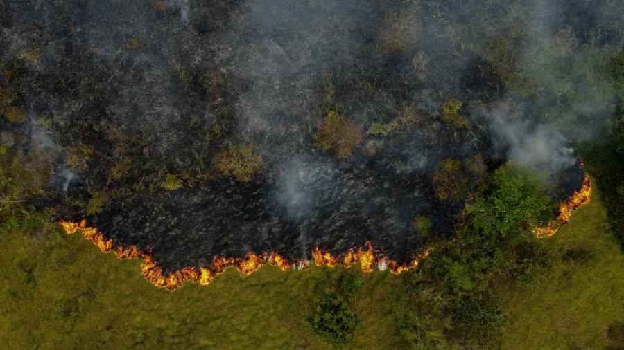 La destruction des forêts tropicales à un niveau record, sous l'effet des incendies