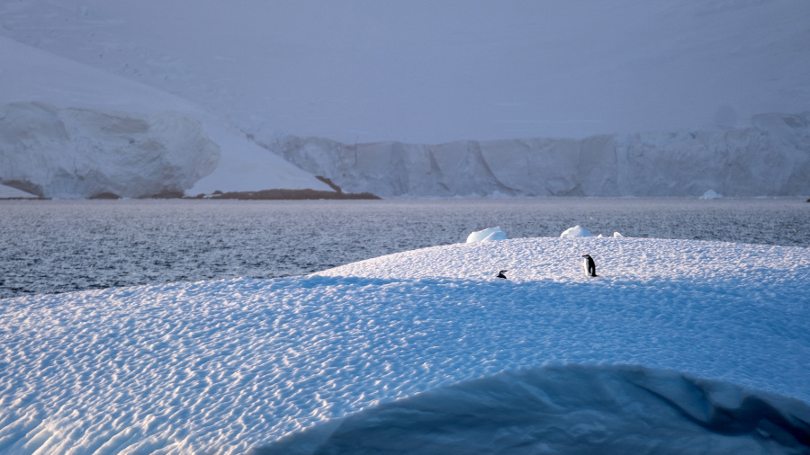 L'Antarctique de plus en plus impacté par le tourisme 