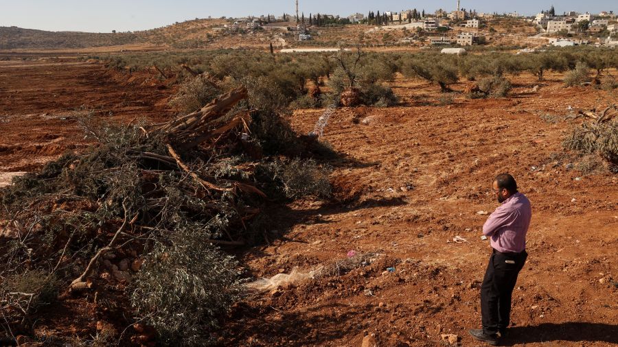 Cisjordanie: des centaines d'arbres déracinés en présence de l'armée israélienne