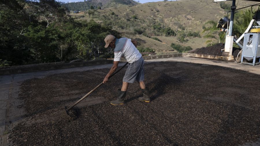 Face à la surtaxe de Trump, le café brésilien veut éviter de boire la tasse