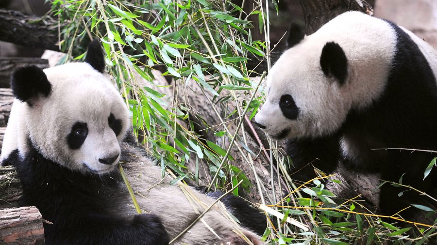 Beauval se prépare à dire adieu à ses pandas stars