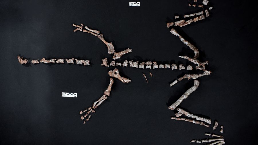 L'un des plus vieux dinosaures du monde découvert en Argentine