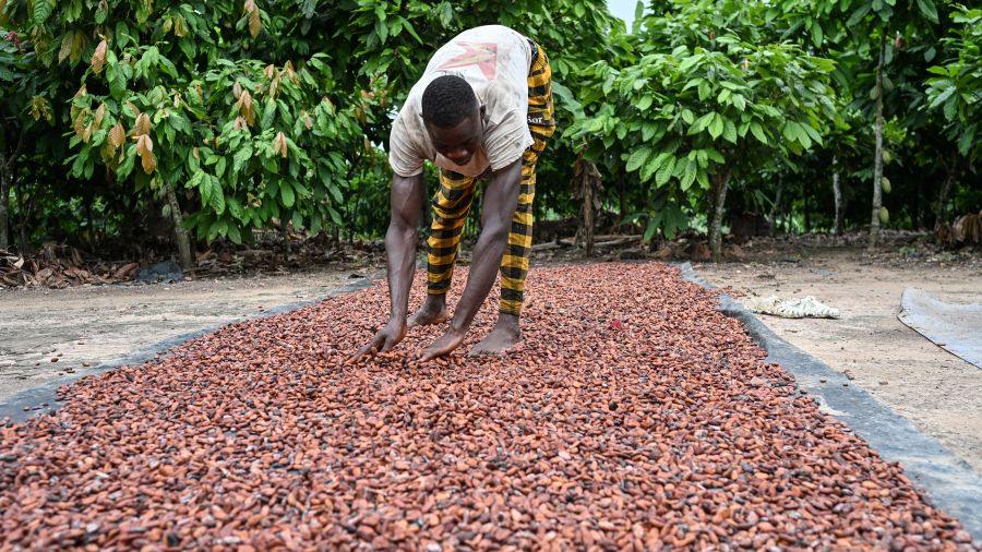 Pourquoi le chocolat reste cher avant Noël malgré la baisse du prix du cacao