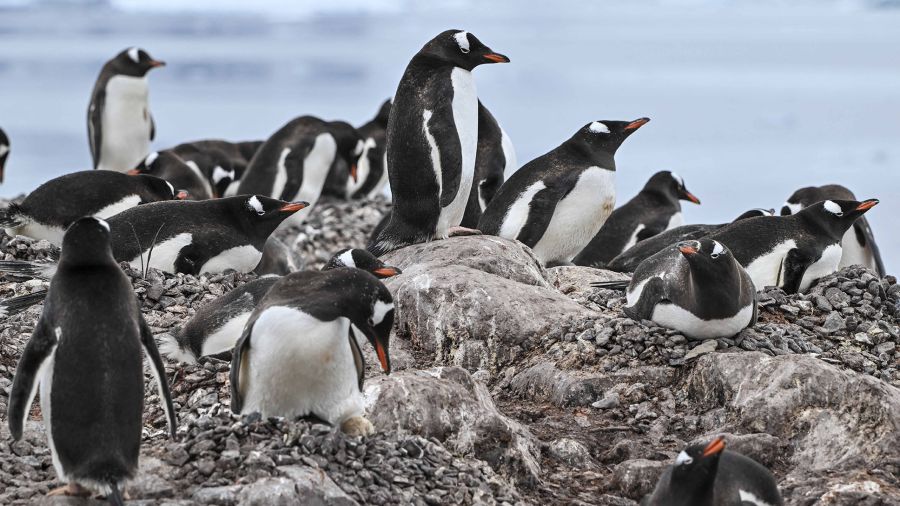 Climat: en Antarctique, les manchots avancent leur période de reproduction à vitesse «record»