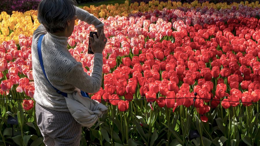 Aux Pays-Bas, la saison des tulipes bat son plein