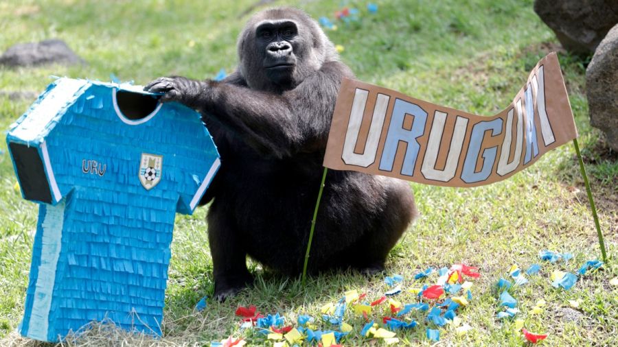 Mondial 2026: quand les animaux prédisent les résultats des matchs