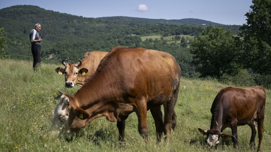 Au pays du yaourt, les producteurs de lait perdent pied
