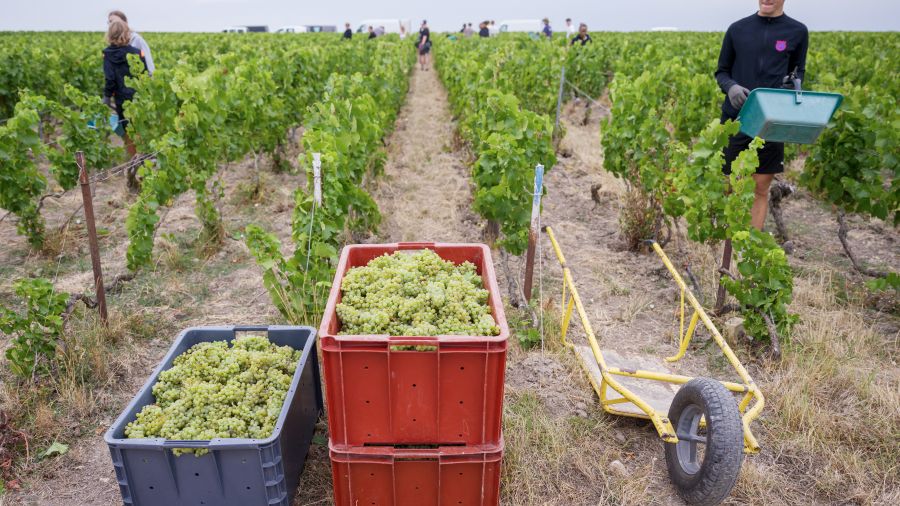 En Champagne, le défi des vendanges ultra-précoces cette année