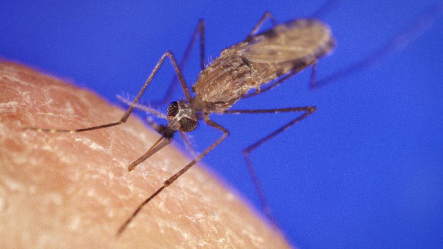 Malaria: l’Égypte éradique la maladie des pharaons