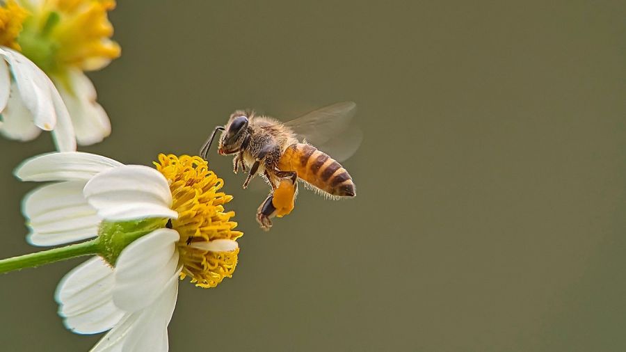 Journée mondiale des abeilles: un appel urgent à leur protection