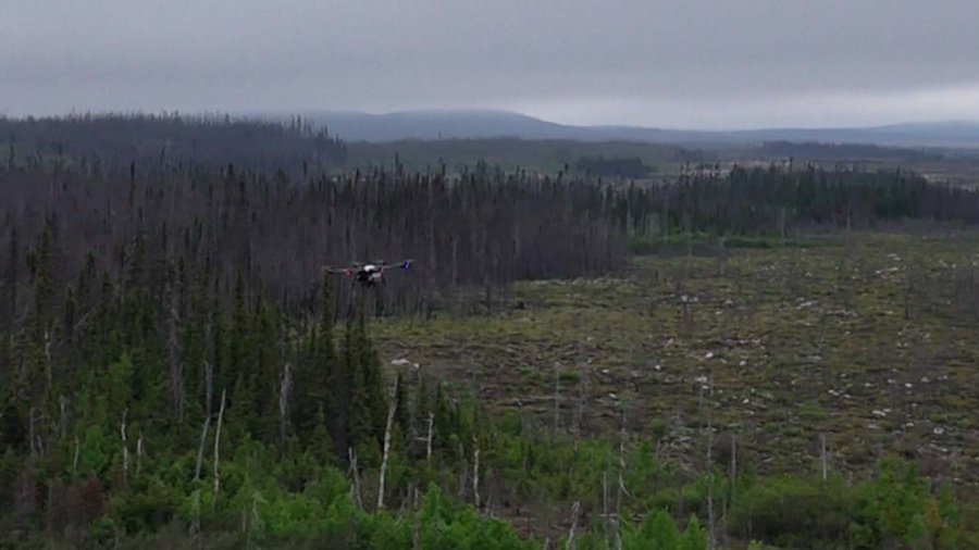 Reboiser après des incendies: des drones à la rescousse au Canada