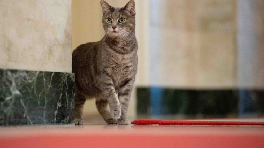 Willow, "First Cat of the USA" de son état