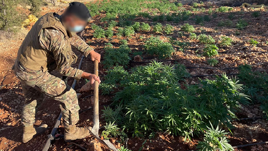 Destruction de plantations de cannabis et saisie de drogues à Baalbeck
