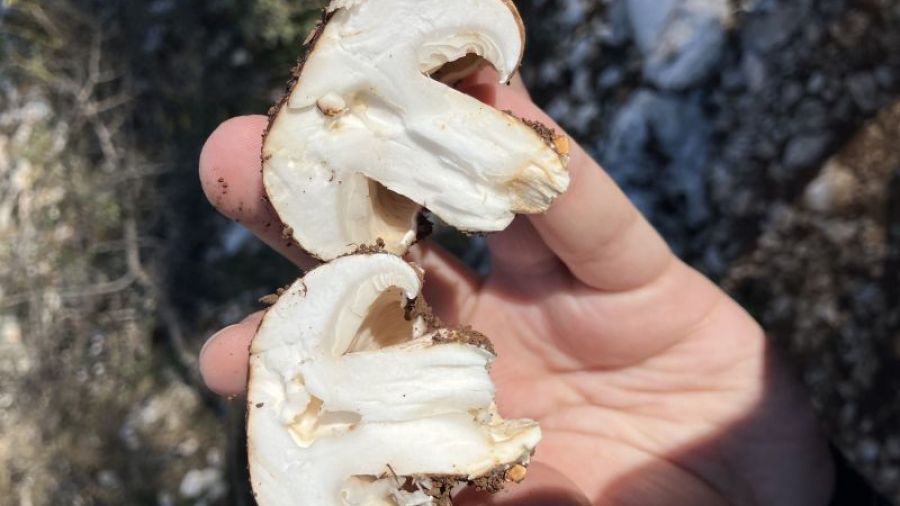 Le monde des champignons souffre de la déforestation, des engrais et du changement climatique