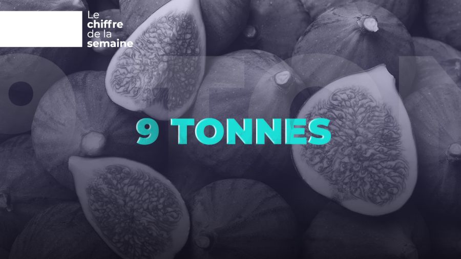 9 tonnes exportées: le paradoxe de la figue libanaise