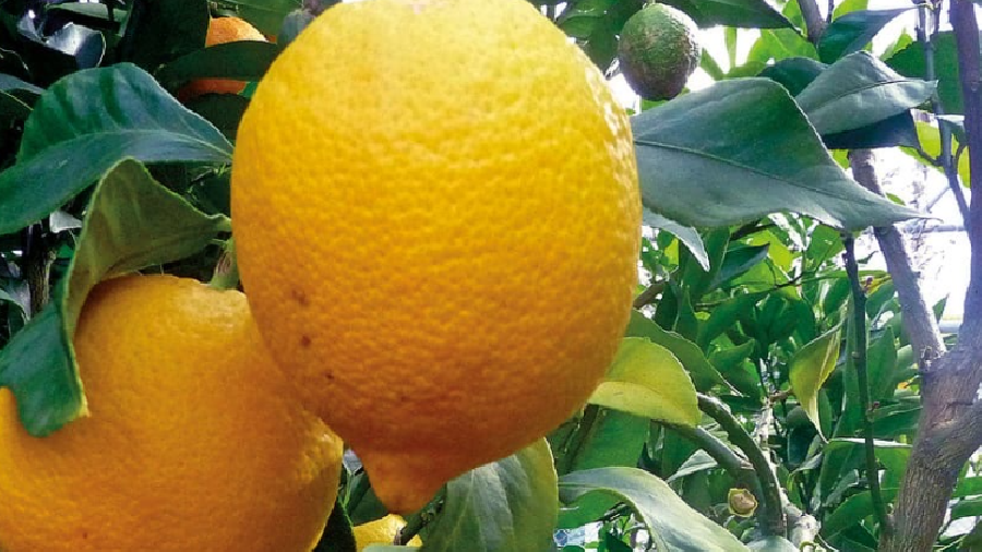 La Jordanie ouvre ses frontières au citron libanais