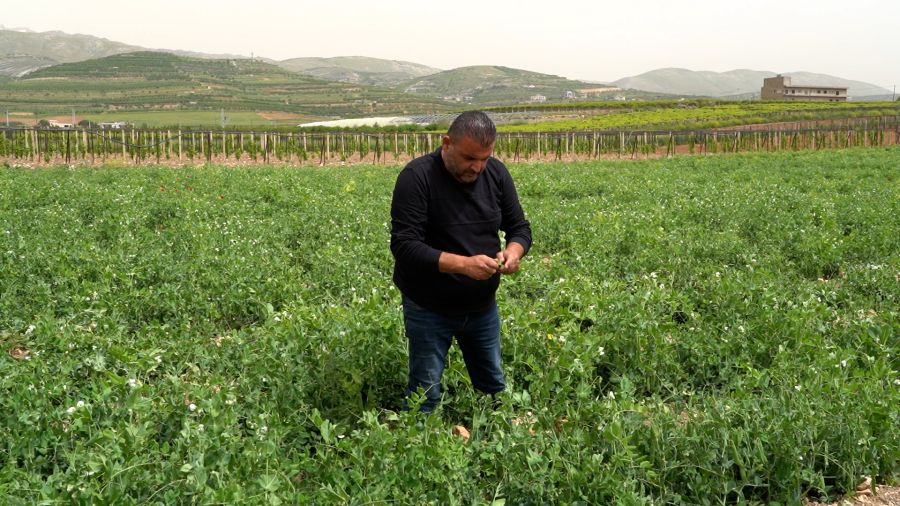 Békaa: les secousses d’une agriculture dans le sillage des crises