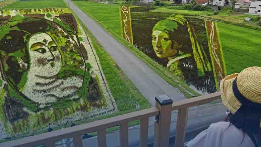 Les toiles artistiques foisonnent sur les rizières du Japon
