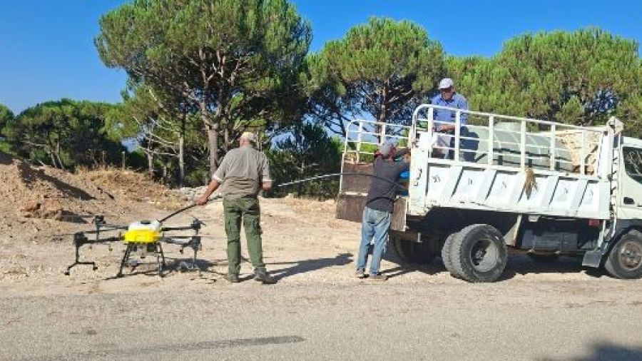 Le ministère de l’Agriculture mène une campagne contre les ravageurs des pinèdes