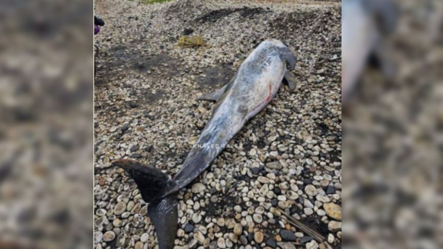 Un dauphin de Risso échoué sur une plage du Akkar