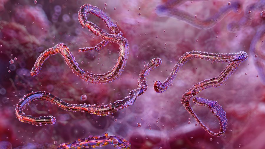 En pleine riposte à Ebola, l'Ouganda découvre un cas de Marburg