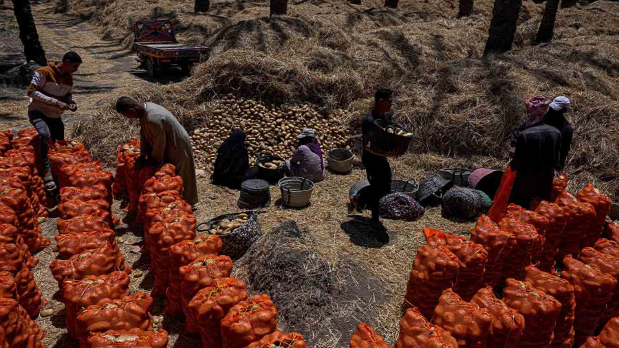 Égypte : la guerre au Moyen-Orient touche les champs