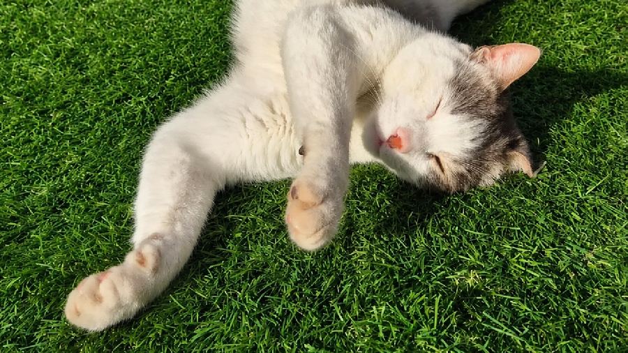 Chat au Liban: neuf vies, libre, drôle, souverain… et vulnérable