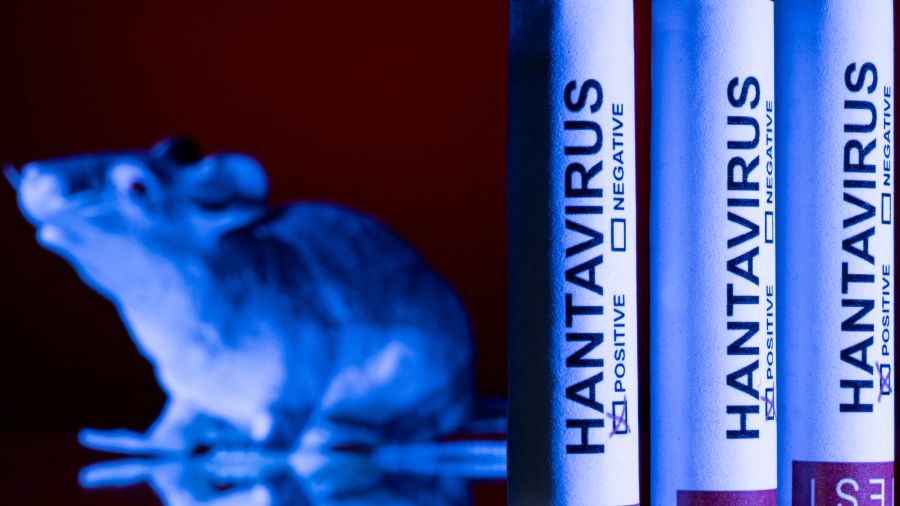 Hantavirus: mission scientifique à Ushuaïa sur la piste d'un éventuel rat vecteur