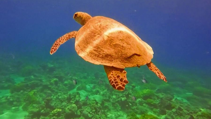 Jordanie: les récifs d'Aqaba visent l'UNESCO