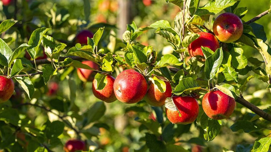 La crise silencieuse des pommes libanaises