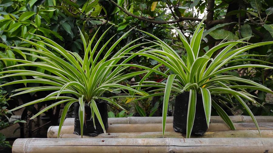 La plante araignée purifie-t-elle vraiment l’air de nos intérieurs? 