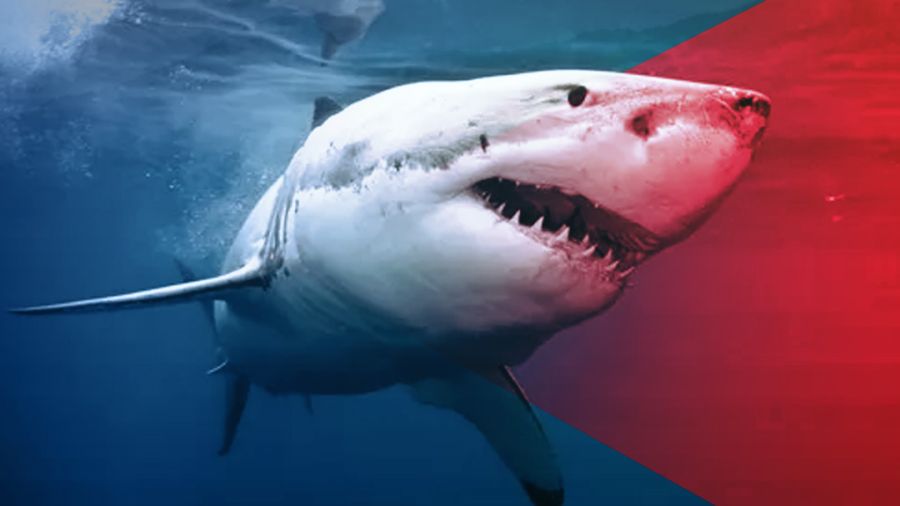 Le grand requin blanc entraîne la disparition d’un carnassier géant 