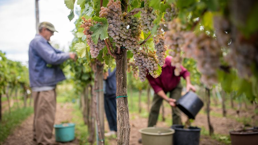 Au Liban en guerre, le vin a un arrière-goût amer
