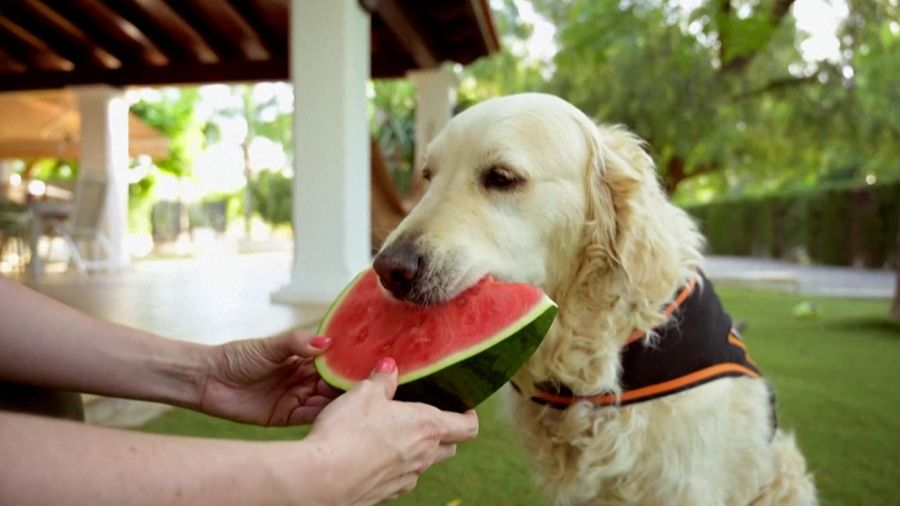 Andalousie: les chiens face à la canicule