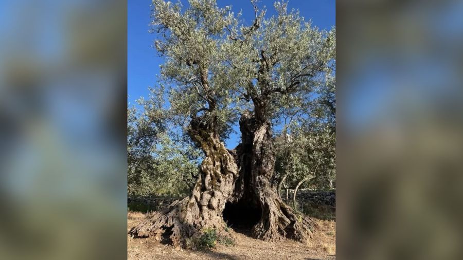 Les oliviers du Liban-sud : quand la paix reste en friche