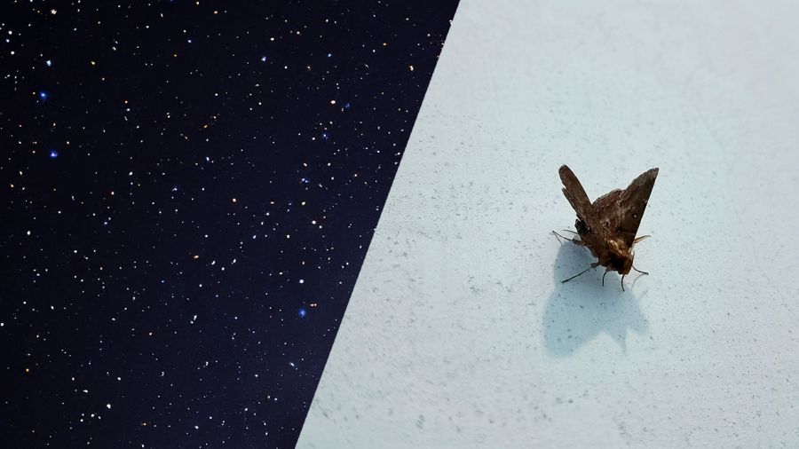 Les papillons de nuit australiens ont les étoiles pour boussole 