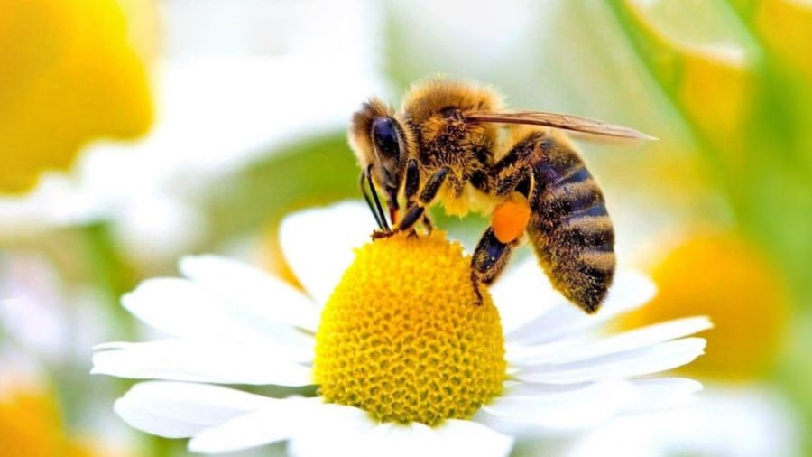 Les abeilles, sentinelles d’un Liban fragilisé