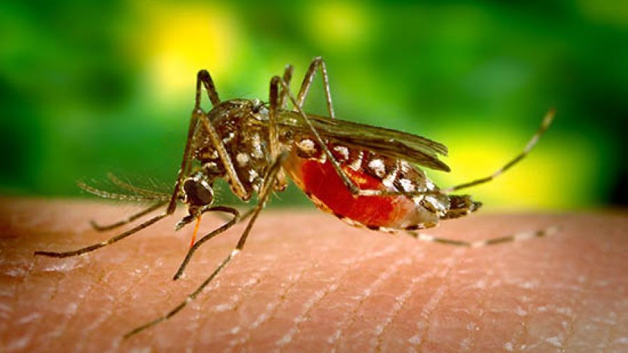 Malaria au Liban: retour discret ou simple alerte?