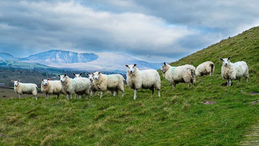 Mouton millionnaire? Tour d’horizon des prix