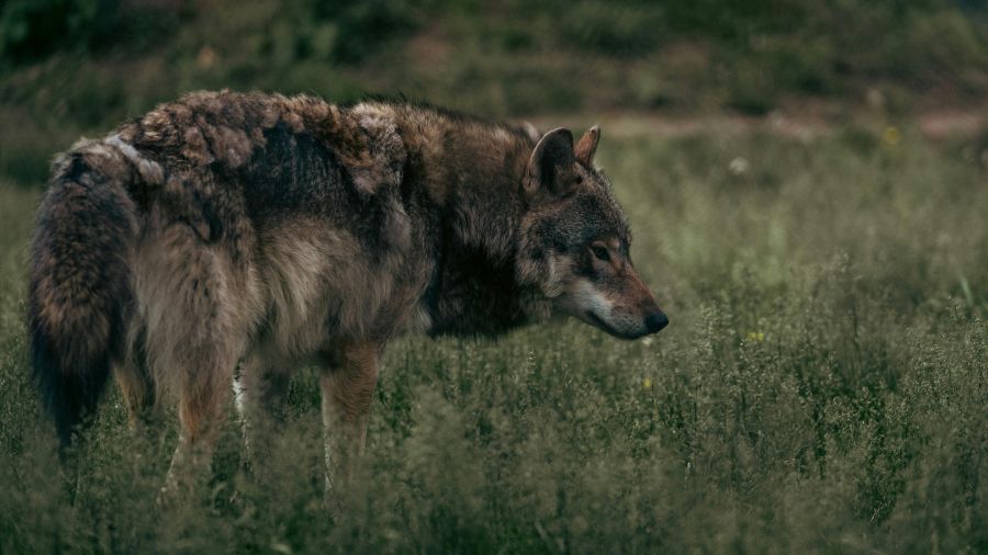 En Europe, le loup reste une «espèce protégée», mais moins qu'avant