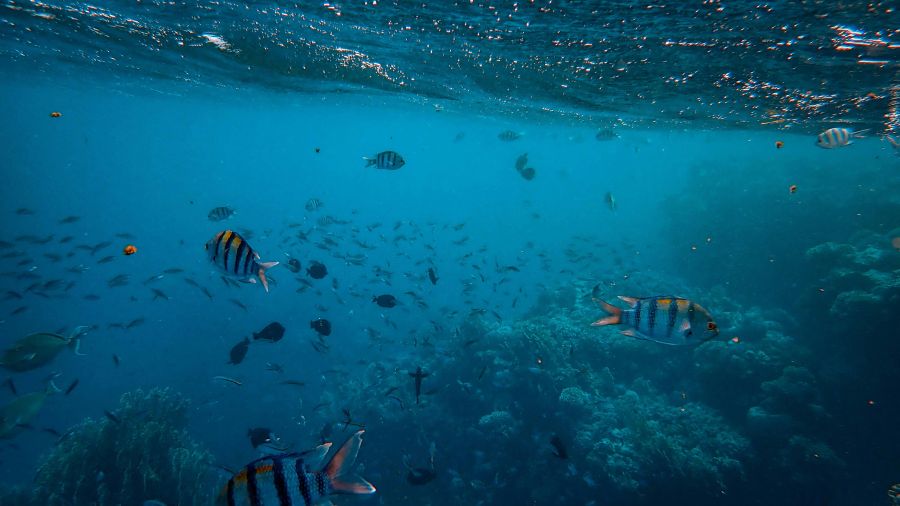 Océans: des scientifiques mettent en évidence l'efficacité de très grandes aire protégées