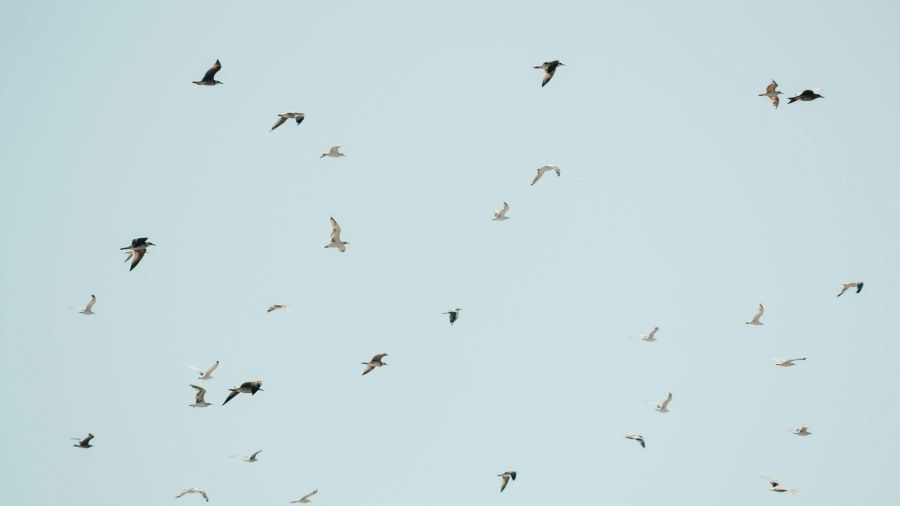 Le bruit affecte fortement les oiseaux et leur reproduction