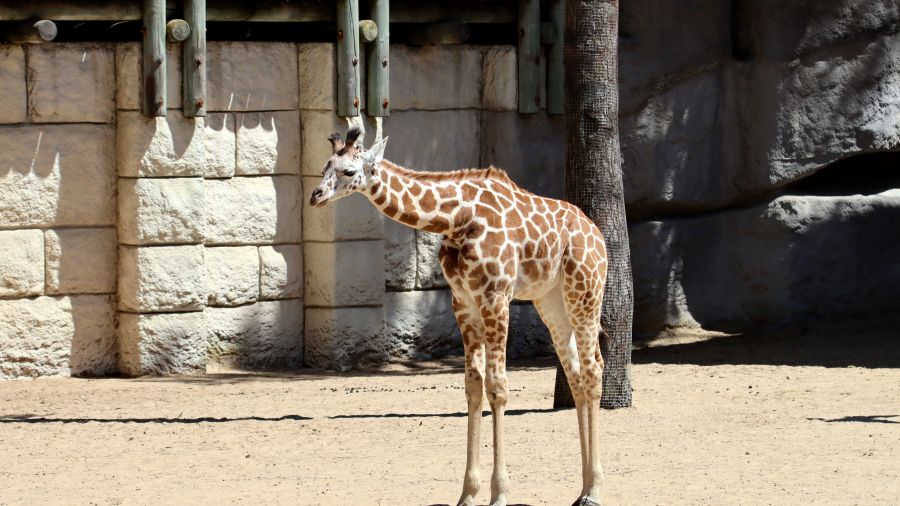 Bébé girafe au zoo de Copenhague