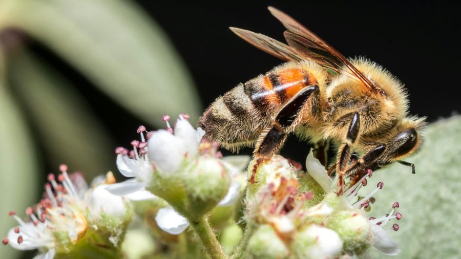 Le Liban adopte un nouveau cadre strict pour encadrer le secteur de l’apiculture