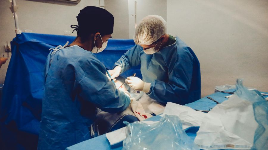 Pour la première fois, un foie de cochon a été implanté sur un humain