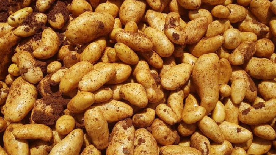 Les agriculteurs en détresse: appel pour rouvrir les marchés saoudiens