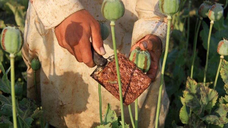 Afghanistan: la culture du pavot prohibée