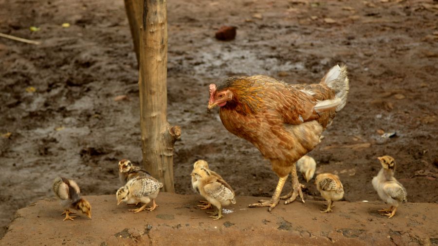 Grippe aviaire en Angleterre: le H5N5 refait son entrée en scène